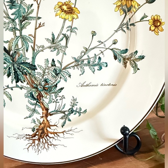 SET/4 Villeroy & Boch,”Botanica Collection”,10.5” Dinner Plates,Anthemis & Malva - Picture 10 of 15